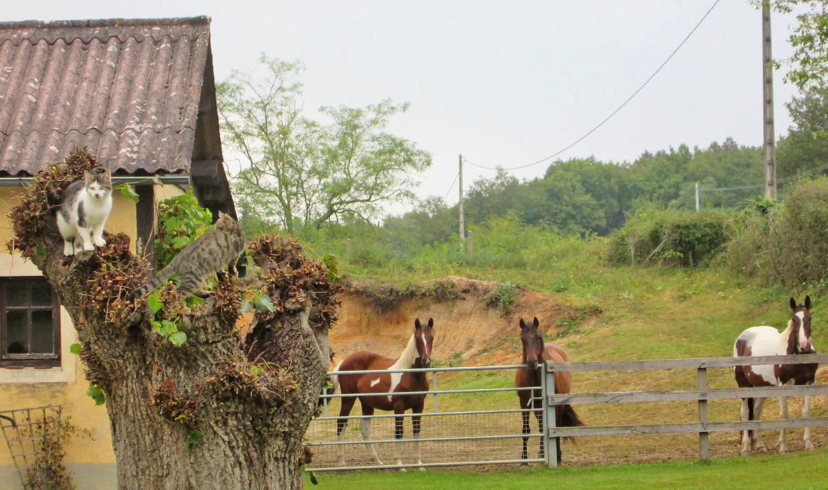 Sfeer Etang Morlou Visvakantie Frankrijk Visvakantie Accommodatie 11