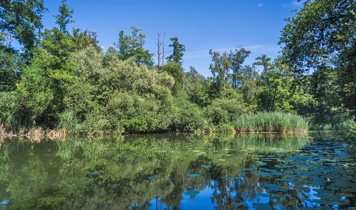 Omgeving Karpervissen Zevenaar Betaalwater Karperdroom Omgeving Karpervissen Karperdroom