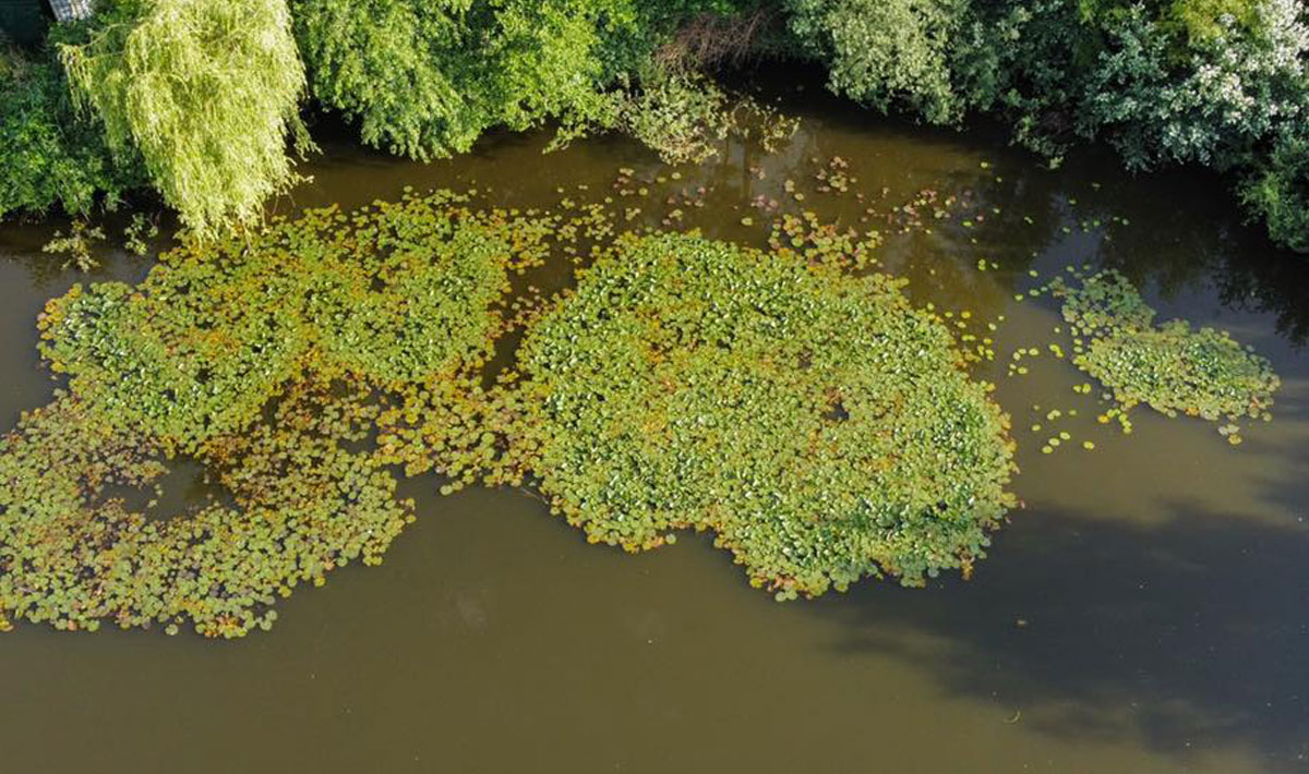 Omgeving Karper Little Carpvalley Karpervissen Omgeving Little Karpervissen