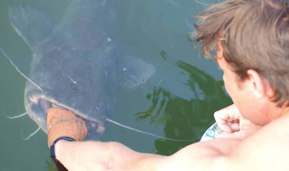 Meerval Delta Ebro Vissen Vakantie Delta Vissen Bootvissen