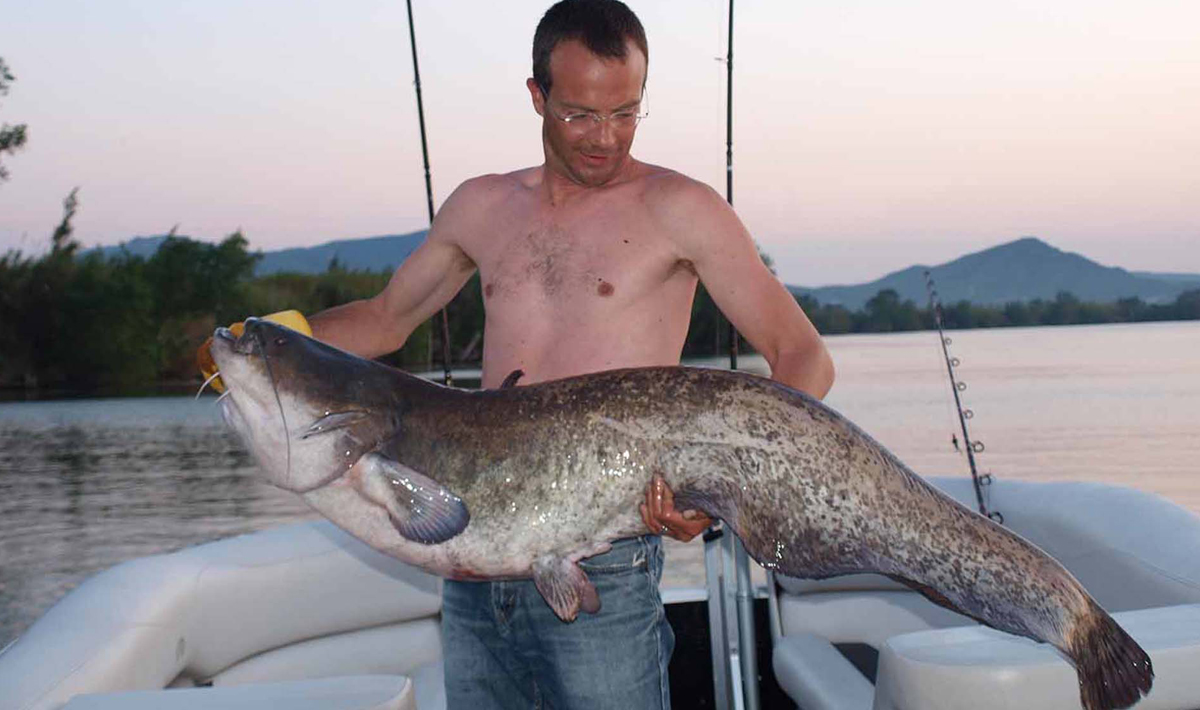 Meerval Delta Ebro Vissen Vakantie Delta Ebro Vakantie