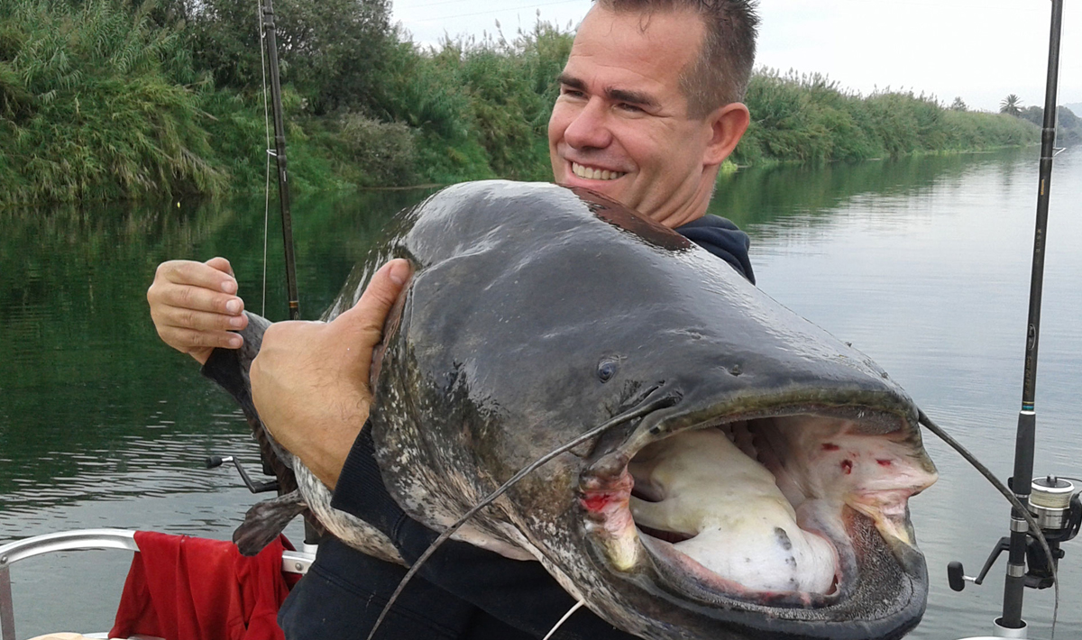 Meerval Delta Ebro Vissen Vakantie Ebro Vakantie 4