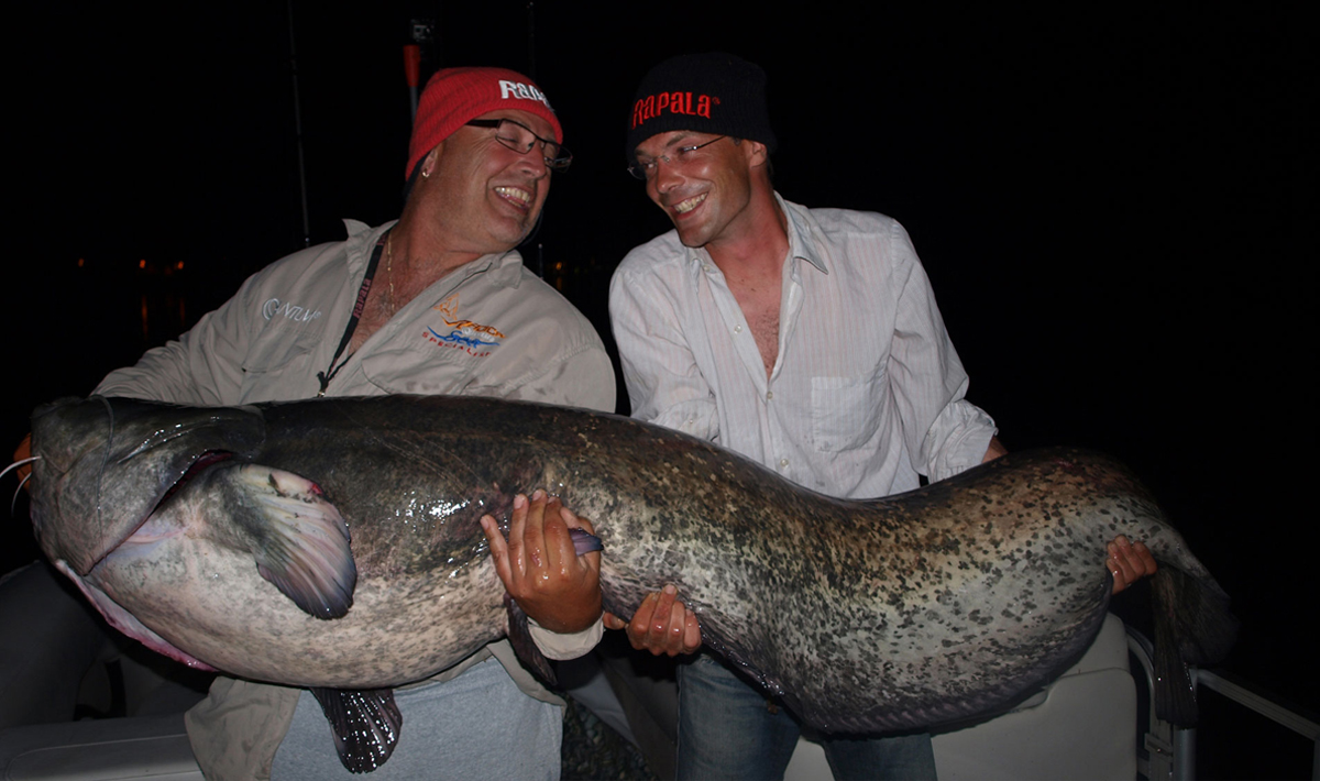 Meerval Delta Ebro Vissen Vakantie Meerval Delta Vissen