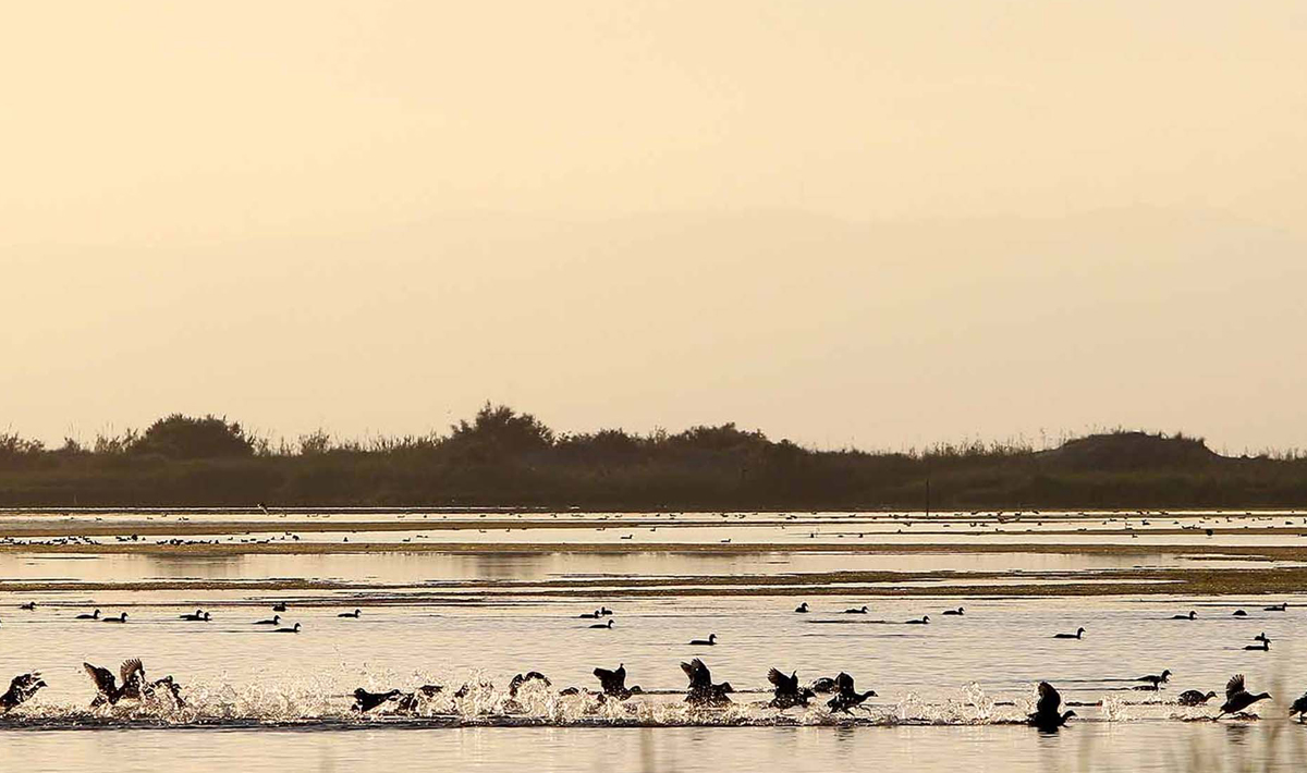 Sfeer Delta Ebro Meerval Vissen Sfeer Delta Ebro