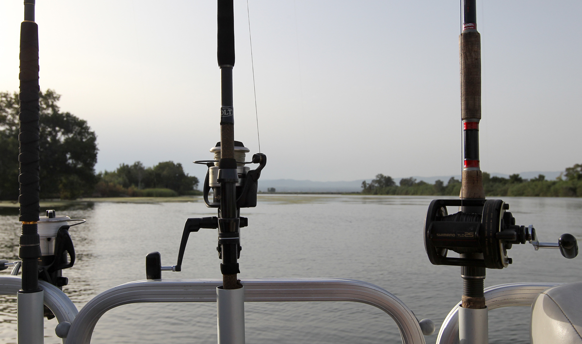 Visspullen Delta Ebro Meerval Vissen Visspullen Ebro Vissen