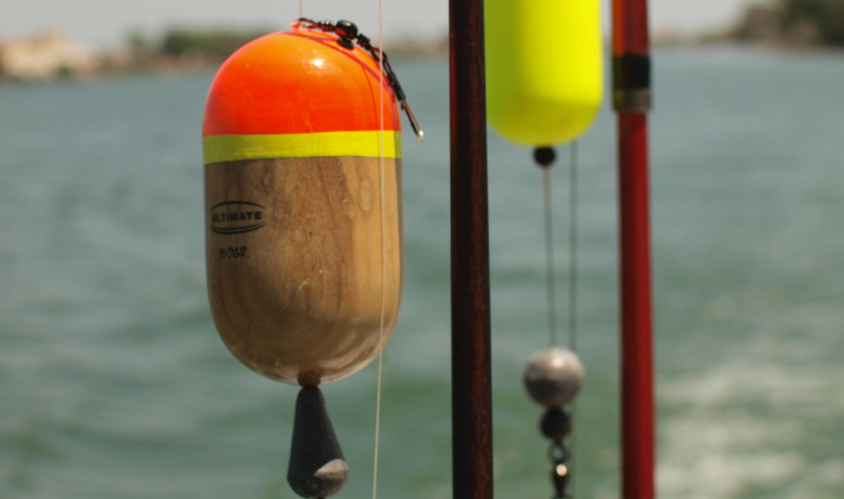 Visspullen Delta Ebro Meerval Vissen Meerval Vakantie 3