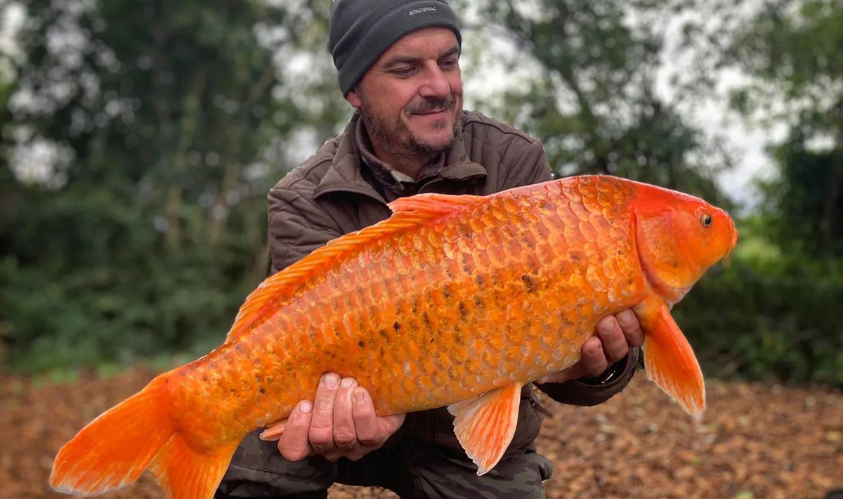 Karpers Medenice Carplake Karpervissen In Karpers Carplake 3